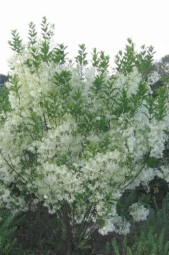Grancy Graybeard - White Fringe Tree - 1 Gallon Pot -Lawn Starter Shop grancy graybeard tree 33