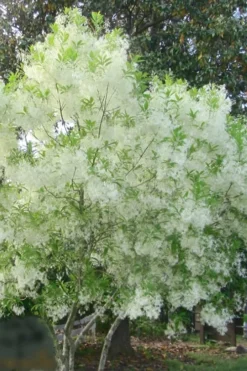 Grancy Graybeard - White Fringe Tree - 1 Gallon Pot -Lawn Starter Shop grancy graybeard tree flowers 22 500x750 1
