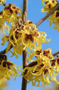 Arnold Promise Witch Hazel - 3 Gallon Pot -Lawn Starter Shop hamamelis intermedia arnolds promise witch hazel 1 1