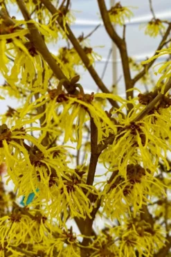 Arnold Promise Witch Hazel - 3 Gallon Pot -Lawn Starter Shop hamamelis intermedia arnolds promise witch hazel 2 1