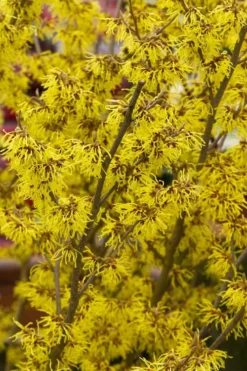 Arnold Promise Witch Hazel - 3 Gallon Pot