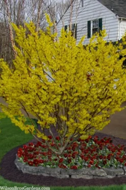 Arnold Promise Witch Hazel - 7 Gallon Pot -Lawn Starter Shop hamamelis intermedia arnolds promise witch hazel 4
