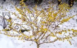 Arnold Promise Witch Hazel - 3 Gallon Pot -Lawn Starter Shop hamamelis intermedia arnolds promise witch hazel 5 1