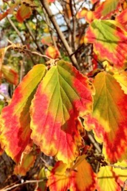 Arnold Promise Witch Hazel - 7 Gallon Pot -Lawn Starter Shop hamamelis intermedia arnolds promise witch hazel 7