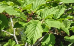 Arnold Promise Witch Hazel - 3 Gallon Pot -Lawn Starter Shop hamamelis intermedia arnolds promise witch hazel 8 1