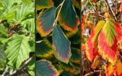 Arnold Promise Witch Hazel - 7 Gallon Pot -Lawn Starter Shop hamamelis intermedia arnolds promise witch hazel 9