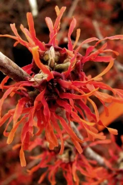 Diane Red Witch Hazel (Hamamelis X Intermedia) - 7 Gallon Pot -Lawn Starter Shop hamamelis intermedia diane witch hazel 2