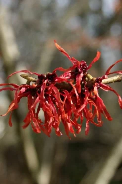 Diane Red Witch Hazel (Hamamelis X Intermedia) - 7 Gallon Pot -Lawn Starter Shop hamamelis intermedia diane witch hazel 4