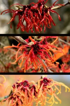 Diane Red Witch Hazel (Hamamelis X Intermedia) - 7 Gallon Pot -Lawn Starter Shop hamamelis intermedia diane witch hazel 5