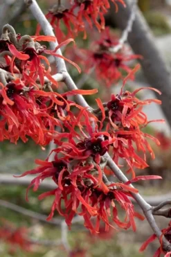 Diane Red Witch Hazel (Hamamelis X Intermedia) - 7 Gallon Pot -Lawn Starter Shop hamamelis intermedia diane witch hazel 6