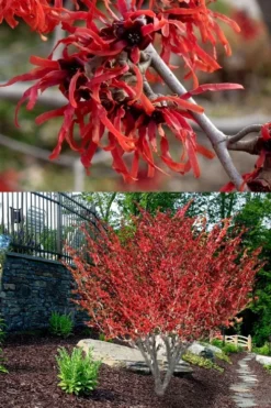 Diane Red Witch Hazel (Hamamelis X Intermedia) - 7 Gallon Pot -Lawn Starter Shop hamamelis intermedia diane witch hazel 8
