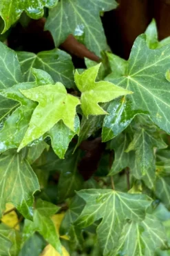 Wilson Ivy (Hedera Helix) - 5 Pack Of Quart Pots 11 Wilson Ivy (Hedera Helix) - 5 Pack Of Quart Pots -Lawn Starter Shop hedera helix wilsonii wilson ivy 1