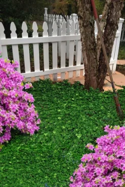 Wilson Ivy (Hedera Helix) - 5 Pack Of Quart Pots 10 Wilson Ivy (Hedera Helix) - 5 Pack Of Quart Pots -Lawn Starter Shop hedera helix wilsonii wilson ivy 5