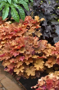Caramel Heuchera (Villosa Hybrid) - 5 Pack Of Quart Pots -Lawn Starter Shop heuchera caramel 20 1