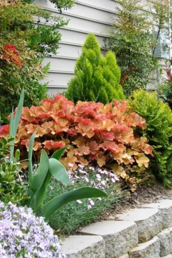 Caramel Heuchera (Villosa Hybrid) - 5 Pack Of Quart Pots -Lawn Starter Shop heuchera caramel 21 1