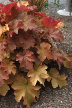 Caramel Heuchera (Villosa Hybrid) - 5 Pack Of Quart Pots -Lawn Starter Shop heuchera caramel 23