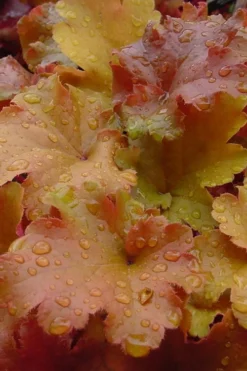 Caramel Heuchera (Villosa Hybrid) - 1 Gallon Pot -Lawn Starter Shop heuchera caramel 500x750 1