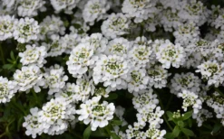 Snowflake Candy Tuft - 1 Gallon Pot -Lawn Starter Shop iberis sempervirens snowflake candytuft 1