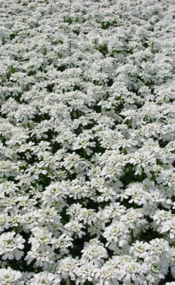 Snowflake Candy Tuft - 1 Gallon Pot -Lawn Starter Shop iberis sempervirens snowflake candytuft 3