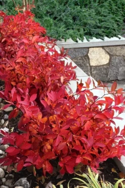 Scentlandia Sweetspire (Itea Virginica) - 3 Gallon Pot -Lawn Starter Shop itea virginica scentlandia virginia sweetspire 7