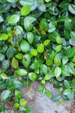 Asian Jasmine - Asiatic Jasmine - 6 Pack Of Pint Pots -Lawn Starter Shop jasmine asian 10