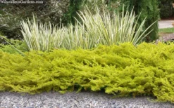 All Gold Golden Pacific Juniper - 1 Gallon Pot -Lawn Starter Shop juniperus conferta all gold pacific shore juniper 21