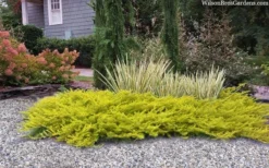 All Gold Golden Pacific Juniper - 1 Gallon Pot -Lawn Starter Shop juniperus conferta all gold pacific shore juniper 22