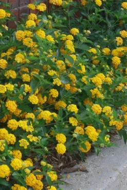 New Gold Hardy Lantana - 5 Pack Of Quart Pots -Lawn Starter Shop lantana new gold 10