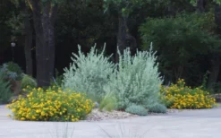 New Gold Hardy Lantana - 5 Pack Of Quart Pots -Lawn Starter Shop lantana new gold 11