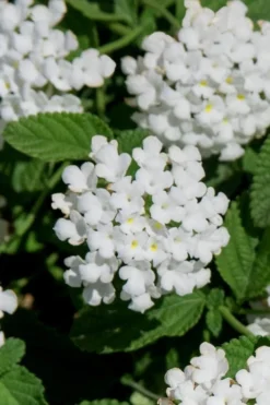 Trailing White Lantana - 5 Pack Of Pint Pots -Lawn Starter Shop lantana trailing white 8