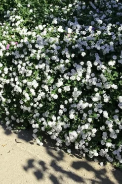 Trailing White Lantana - 5 Pack Of Pint Pots -Lawn Starter Shop lantana trailing white 9