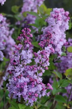 Scentara Double Blue Lilac - 3 Gallon Pot 7 Scentara Double Blue Lilac - 3 Gallon Pot -Lawn Starter Shop lilac scentara double blue 1