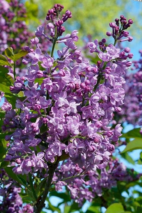Scentara Double Blue Lilac - 3 Gallon Pot 1 Scentara Double Blue Lilac - 3 Gallon Pot
