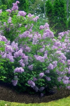 Scentara Double Blue Lilac - 3 Gallon Pot 6 Scentara Double Blue Lilac - 3 Gallon Pot -Lawn Starter Shop lilac scentara double blue 4