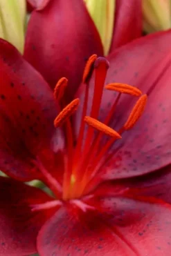Tiny Comfort Asiatic Lily - 1 Gallon Pot -Lawn Starter Shop lilium asiaticum tiny comfort asian lily 1