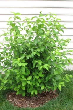Spicebush (Lindera Benzoin) - 3 Pack Of 1.5 Quart Pots -Lawn Starter Shop lindera benzoin yellow spicebush 11