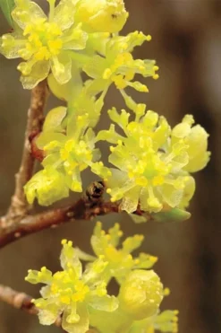 Spicebush (Lindera Benzoin) - 3 Pack Of 1.5 Quart Pots