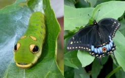 Spicebush (Lindera Benzoin) - 3 Pack Of 1.5 Quart Pots -Lawn Starter Shop lindera benzoin yellow spicebush 23