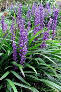 Royal Purple Liriope - Lilyturf - 18 Count Flats Of Pint Pots -Lawn Starter Shop liriope muscari royal purple lilyturf 102