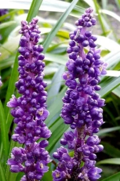 Royal Purple Liriope - Lilyturf - 18 Count Flats Of Pint Pots -Lawn Starter Shop liriope muscari royal purple lilyturf 103
