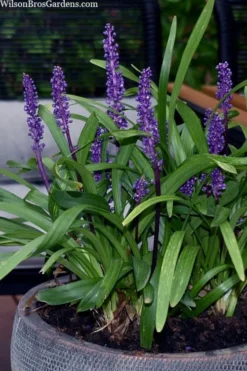 Royal Purple Liriope - Lilyturf - 18 Count Flats Of Pint Pots -Lawn Starter Shop liriope muscari royal purple lilyturf 106