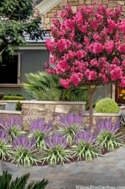 Variegated Liriope - Lilyturf - 36 Pack Of 3.5" Pint Pots -Lawn Starter Shop liriope muscari variegata variegated liriope lilyturf 2