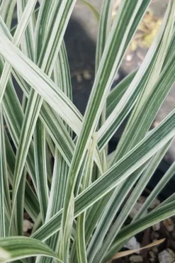 Silver Dragon Liriope - Lilyturf - 6 Pack Of Pint Pots -Lawn Starter Shop liriope spicata silver dragon lilyturf 101