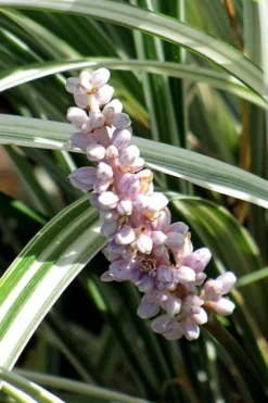 Silver Dragon Liriope - Lilyturf - 6 Pack Of Pint Pots -Lawn Starter Shop liriope spicata silver dragon lilyturf 102