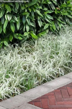 Silver Dragon Liriope - Lilyturf - 6 Pack Of Pint Pots -Lawn Starter Shop liriope spicata silver dragon lilyturf 106