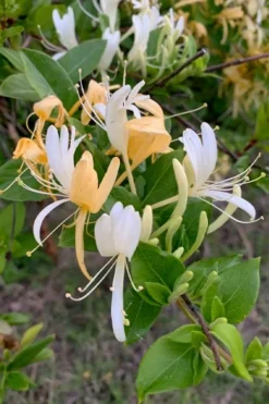 Hall's Hardy Honeysuckle Vine (Lonicera Japonica 'Halliana') - 3 Gallon Pot 9 Hall's Hardy Honeysuckle Vine (Lonicera Japonica 'Halliana') - 3 Gallon Pot -Lawn Starter Shop lonicera japonica halliana halls hardy honeysuckle 1