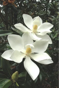 Alta Southern Magnolia - 5 Gallon Pot