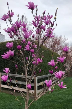 Ann Magnolia Tulip Tree - 2 Gallon Pot -Lawn Starter Shop magnolia ann tulip tree 100 2