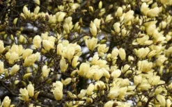 Elizabeth Magnolia (Tulip Tree) - 5 Gallon Pot -Lawn Starter Shop magnolia elizabeth 15