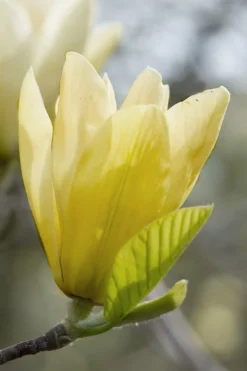 Elizabeth Magnolia (Tulip Tree) - 5 Gallon Pot -Lawn Starter Shop magnolia elizabeth 2